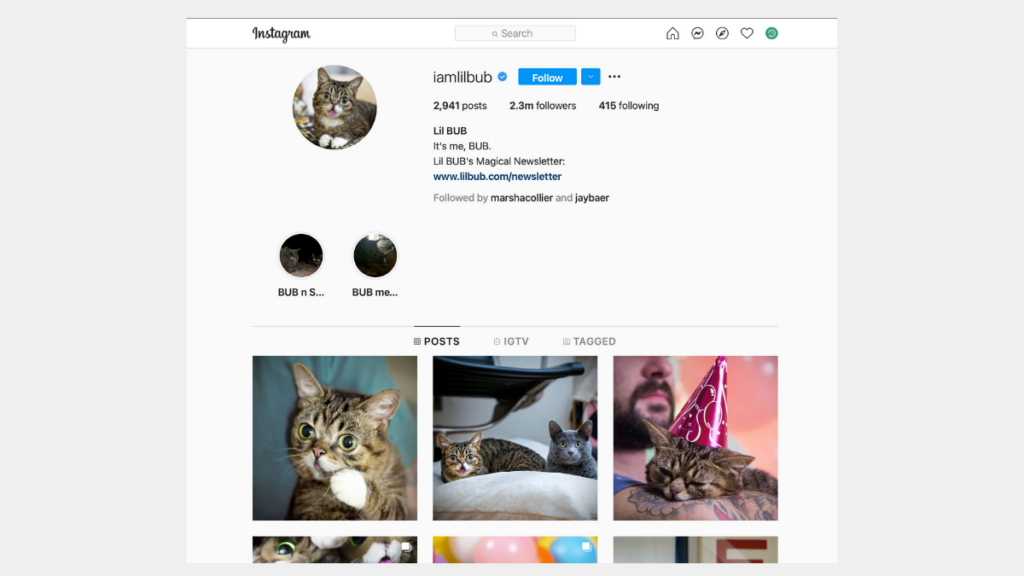 Iamlilbub - social media for pets | recurpost best social media scheduling tool