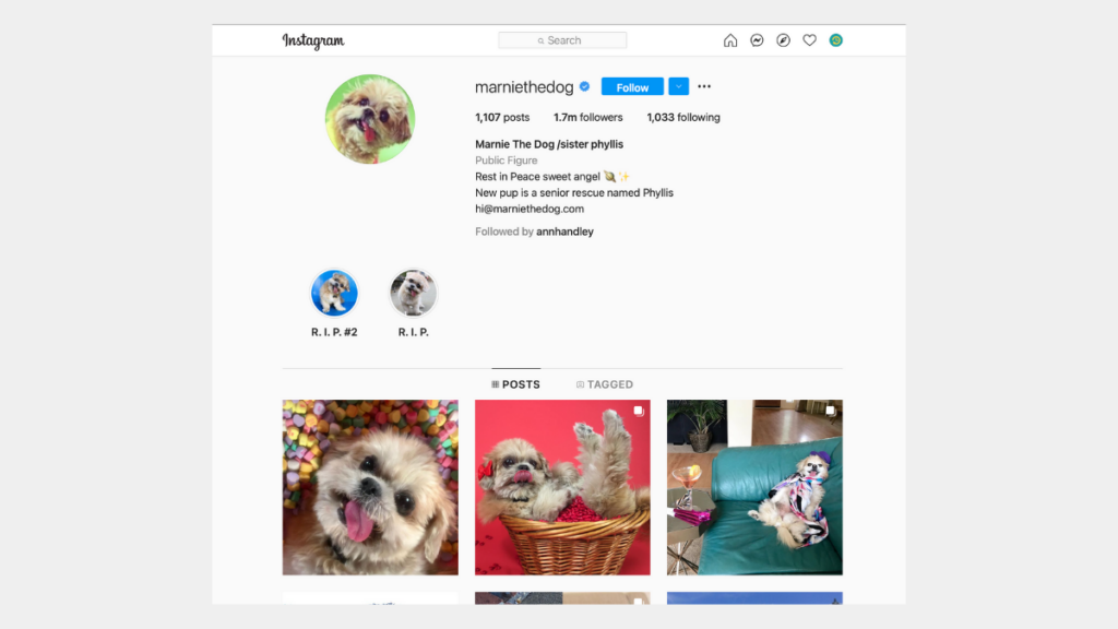 marnmarniethe  - social media for pets | recurpost best social media scheduling tool.png
