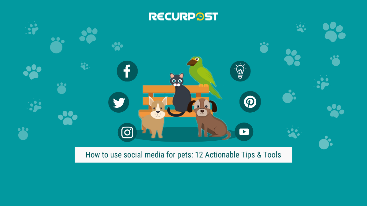 social media for pets - recurpost best social media scheduling tool